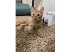 Adopt Tylenol a Orange or Red Domestic Shorthair / Domestic Shorthair / Mixed