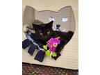 Adopt Draculaura a All Black Domestic Shorthair / Mixed cat in Anoka