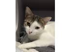 Adopt Gia a White Domestic Shorthair / Domestic Shorthair / Mixed cat in