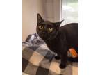 Adopt Louie a All Black Domestic Shorthair / Domestic Shorthair / Mixed cat in