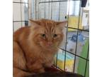 Adopt Draco a Orange or Red Domestic Mediumhair / Mixed cat in East Smithfield
