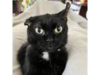 Adopt Remi a All Black Domestic Shorthair / Mixed cat in Shawnee, KS (38859116)
