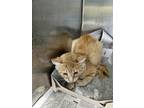 Adopt Magpie a Orange or Red Domestic Mediumhair / Domestic Shorthair / Mixed