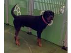 Adopt Larry a Black Rottweiler / Mixed (short coat) dog in Santa Paula