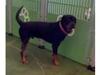 Adopt Larry a Black Rottweiler / Mixed dog in Santa Paula, CA (36696792)