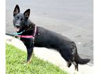 Adopt Macie a Tan/Yellow/Fawn German Shepherd Dog / Mixed dog in Roseville