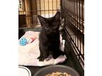 Adopt Jack a All Black Domestic Shorthair / Mixed cat in Tampa, FL (38945647)