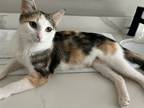 Adopt Lilah a White Domestic Shorthair (short coat) cat in Bentonville