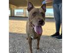 Adopt Pup a Brown/Chocolate Pit Bull Terrier / Mixed dog in El Paso