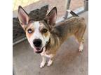 Adopt Hazel a Brown/Chocolate Border Terrier / Mixed dog in El Paso