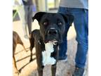 Adopt Charlie a Black Pit Bull Terrier / Mixed dog in El Paso, TX (38864858)