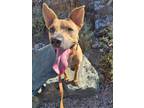 Adopt LUIGI a Tan/Yellow/Fawn - with Black German Shepherd Dog / Shepherd