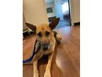 Adopt Binky a Black German Shepherd Dog / Mixed dog in Baton Rouge