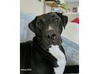 Adopt Ace a Black - with White Labrador Retriever / Mixed dog in Zuni