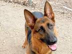 Adopt Trini a Black Mixed Breed (Medium) / Mixed dog in Georgetown