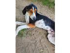 Adopt Bugsy a Black Coonhound / Mixed dog in Ashtabula, OH (38989953)
