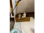Adopt Julius a Domestic Shorthair / Mixed (short coat) cat in Whitestone