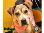 Adopt 23-08-2534 Berkleigh a Hound (Unknown Type) / Mixed dog in Dallas