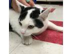 Adopt Holly a Domestic Shorthair cat in Roanoke, VA (38739818)