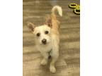 Adopt Yankee a Terrier (Unknown Type, Small) / Mixed dog in Lake Forest