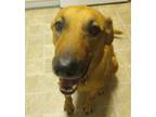 Adopt Dolly a Black - with Tan, Yellow or Fawn Black Mouth Cur / German Shepherd