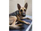 Adopt Anya a Black German Shepherd Dog / Mixed dog in Baton Rouge, LA (38949182)