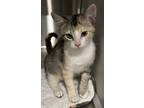 Adopt Cleo a Tan or Fawn Domestic Shorthair / Domestic Shorthair / Mixed cat in
