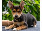 Adopt Latitia a Black - with Tan, Yellow or Fawn Australian Kelpie / Mixed dog