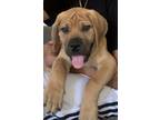 Adopt Babbar a Tan/Yellow/Fawn Hound (Unknown Type) / Mixed dog in Elk Grove