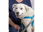 Adopt Nilla a White Labrador Retriever / Mixed dog in Portola, CA (38813188)