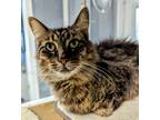 Adopt Riffraff a Domestic Mediumhair / Mixed (short coat) cat in Warren