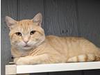 Adopt Julius a Domestic Shorthair / Mixed (short coat) cat in Warren