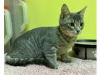 Adopt Misha a Domestic Shorthair / Mixed (short coat) cat in Maumelle