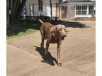 Adopt Rebel a Weimaraner / Mixed dog in Fayetteville, AR (38985974)