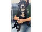 Adopt Archie a Labrador Retriever dog in Butler, KY (38838609)