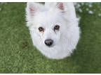 Adopt Snowflake a White American Eskimo Dog / Mixed dog in Colorado Springs