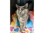 Adopt Furbee a Domestic Mediumhair / Mixed (long coat) cat in Blountville