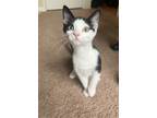 Adopt Ewok23T a Domestic Mediumhair / Mixed (medium coat) cat in Youngsville