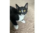 Adopt Elita23T a Domestic Shorthair / Mixed (short coat) cat in Youngsville
