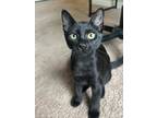 Adopt Eggroll23T a Domestic Mediumhair / Mixed (medium coat) cat in Youngsville
