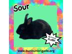 Adopt Sour a Mini Rex / Mixed (short coat) rabbit in Elizabethtown