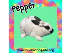 Adopt Pepper a English Spot / Mixed (short coat) rabbit in Elizabethtown