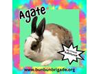 Adopt Agate a Other/Unknown / Mixed (short coat) rabbit in Elizabethtown