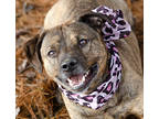 Adopt Chocolate Chip a Brindle Mixed Breed (Medium) / Mixed dog in Jamestown