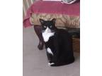 Adopt Miu-Linda a Black & White or Tuxedo Domestic Mediumhair / Mixed (medium