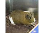 Adopt Ben Affleck -- Bonded Buddy With Matt Damon a Guinea Pig small animal in