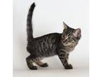 Adopt Lemon Meringue a Brown Tabby Domestic Mediumhair / Mixed (medium coat) cat