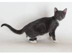 Adopt Salty a Gray or Blue (Mostly) Domestic Shorthair / Mixed (short coat) cat