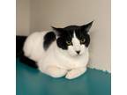 Adopt a Black & White or Tuxedo Domestic Shorthair / Mixed (medium coat) cat in