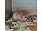 Adopt Gold fish a Orange or Red (Mostly) Domestic Shorthair / Mixed (short coat)